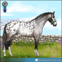 Horse Color:Gray Bay Blanket