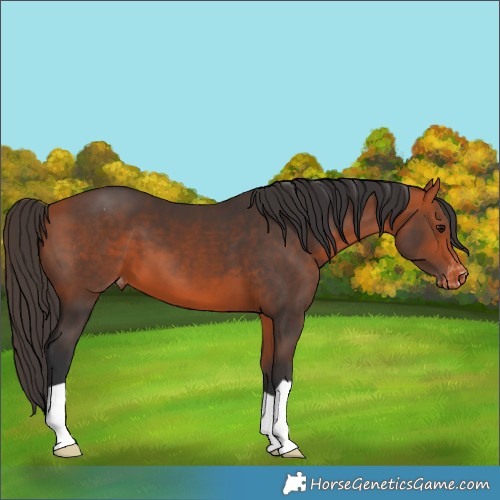 Horse Color:Bay Varnish 
