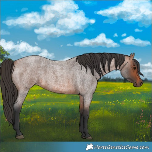 Horse Color:Bay Roan 