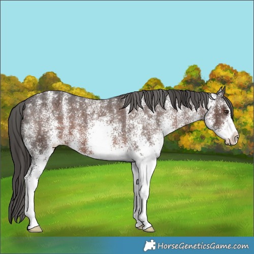 Horse Color:White Spotted Liver Chestnut Varnish 