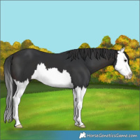 Horse Color:Brown Splash