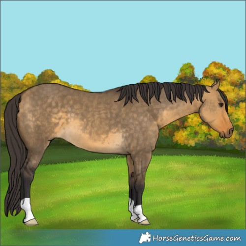 Horse Color:Buckskin Dun 