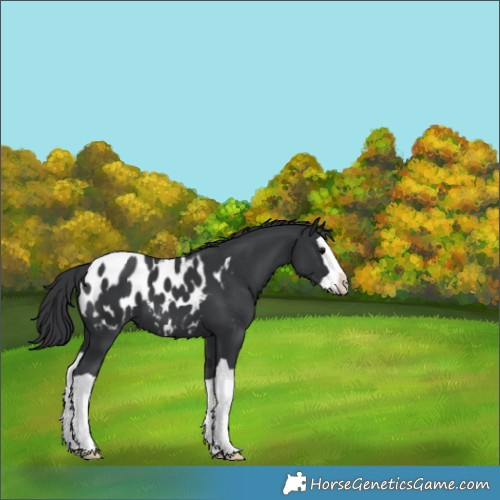 Horse Color:Black Splash Appaloosa 