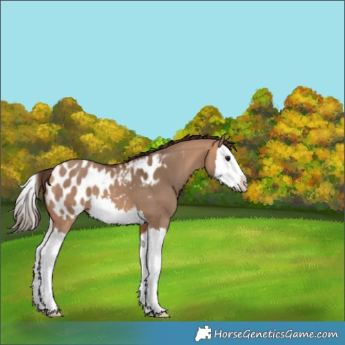 Horse Color:Bay Dun Splash Appaloosa 