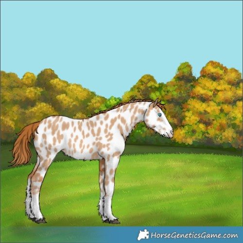 Horse Color:Red Dun Splash Appaloosa 