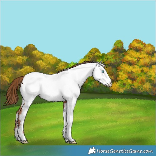 Horse Color:Red Dun Frame Appaloosa 