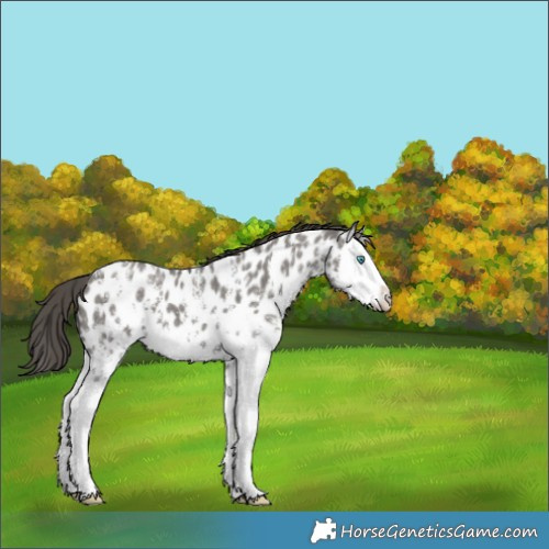 Horse Color:Grullo Sabino Splash Appaloosa 