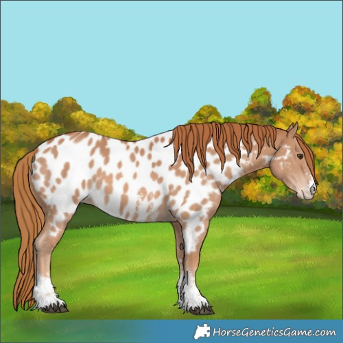 Horse Color:Chestnut Sabino Near Leopard 