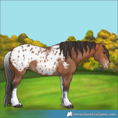 Horse Color:White Spotted Bay Blanket 
