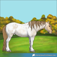 Horse Color:Buckskin Roan Dun Tobiano Blanket Rabicano 