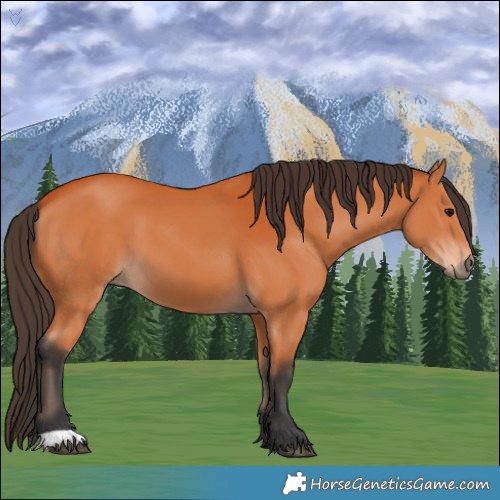 Horse Color:Bay 