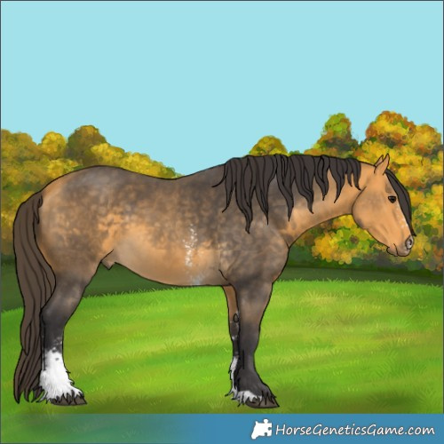 Horse Color:Buckskin Sabino 