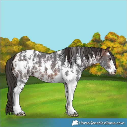 Horse Color:Brown Sabino Appaloosa 