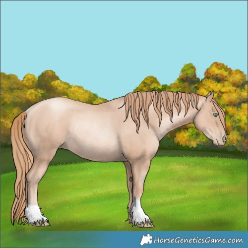 Horse Color:Gold Champagne Pearl Rabicano 