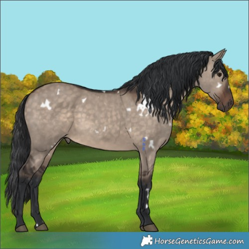 Horse Color:White Spotted Brown Dun 