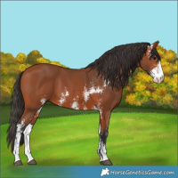 Horse Color:Bay Sabino 