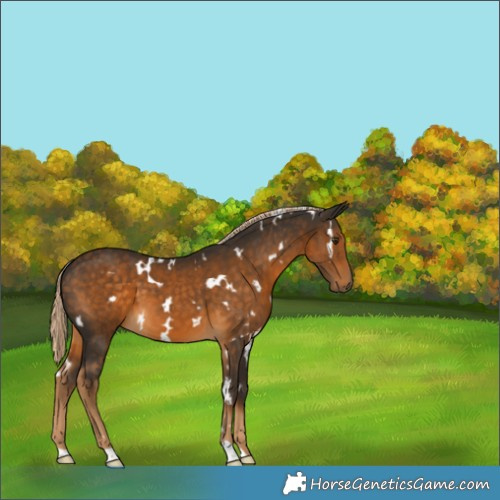 Horse Color:White Spotted Chocolate Palomino