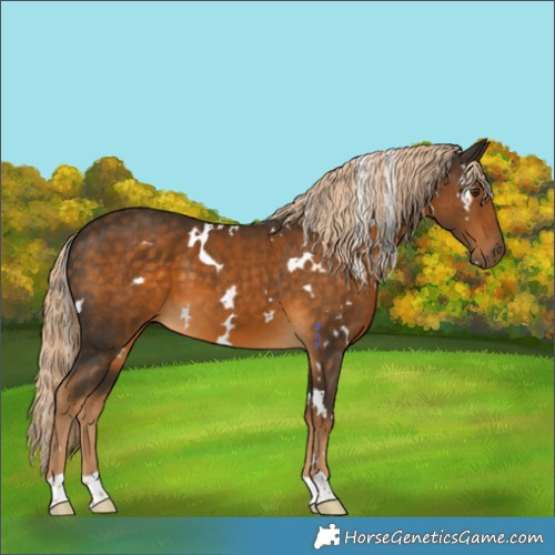Horse Color:White Spotted Chocolate Palomino 