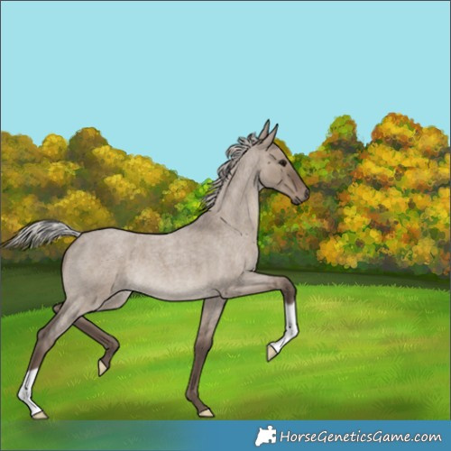 Horse Color:Silver Grullo Roan