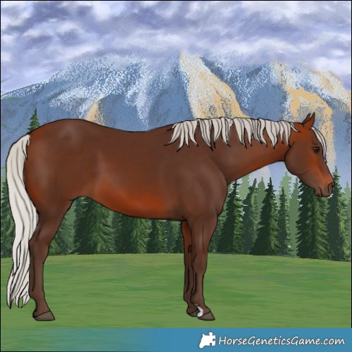 Horse Color:Silver Bay 