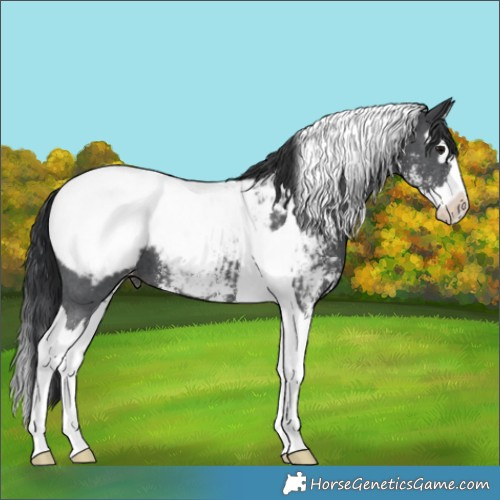 Horse Color:Black Sabino Splash Tobiano Snowcap 