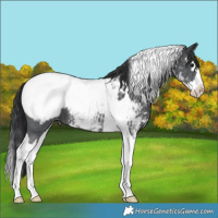 Horse Color:Black Sabino Splash Tobiano Snowcap 