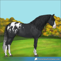 Horse Color:Black Sabino Splash Blanket 