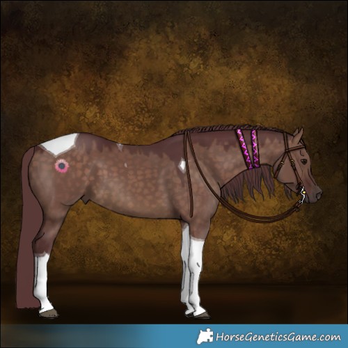 Horse Color:Chocolate Brown Dun Tobiano 