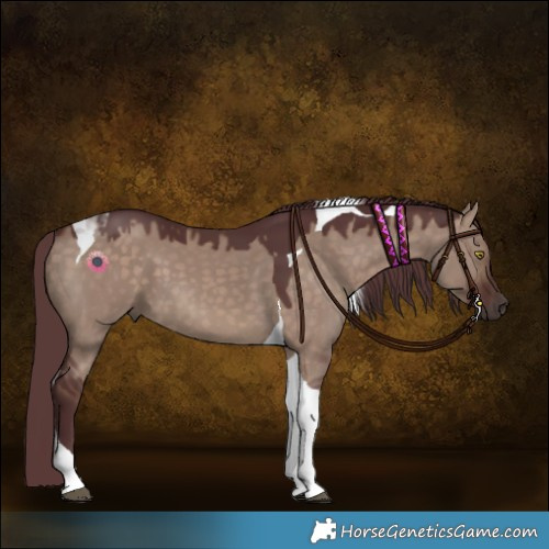 Horse Color:Chocolate Brown Dun Tobiano 