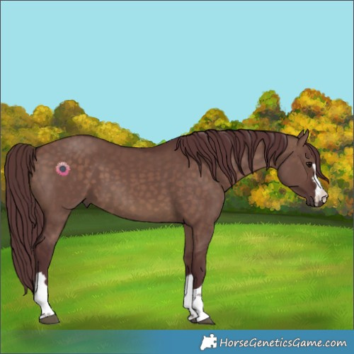 Horse Color:Chocolate Brown Dun 
