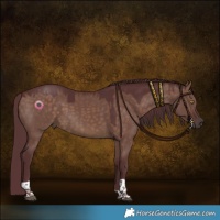 Horse Color:Chocolate Brown Dun Tobiano Rabicano