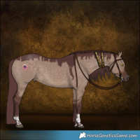 Horse Color:Chocolate Brown Dun Tobiano Rabicano 