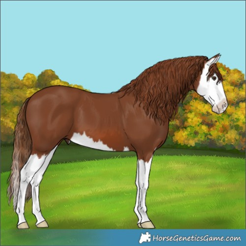 Horse Color:Chestnut Splash 