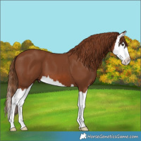 Horse Color:Chestnut Splash 
