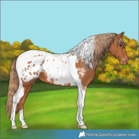 Horse Color:Chestnut Tobiano Blanket