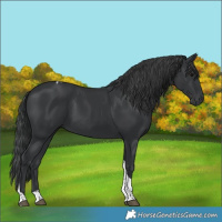 Horse Color:Black Tobiano 