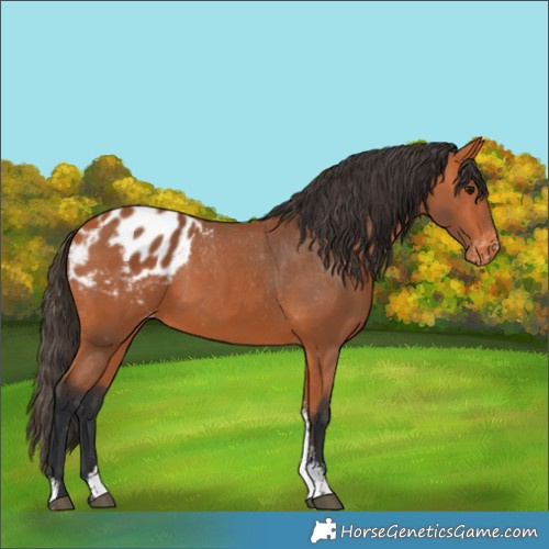 Horse Color:Bay Sabino Blanket 