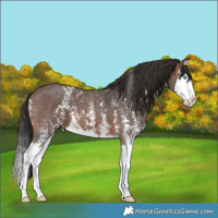Horse Color:Brown Sabino Splash