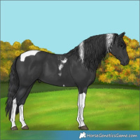 Horse Color:Black Tobiano