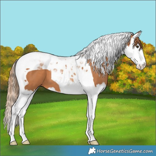 Horse Color:Chestnut Splash Tobiano