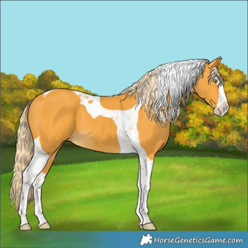 Horse Color:Palomino Splash Tobiano 