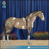 Horse Color:Gray White Spotted Brown Dun Splash