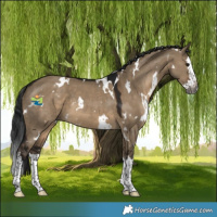 Horse Color:Gray White Spotted Brown Dun Splash 