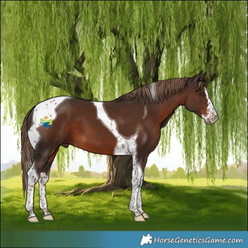 Horse Color:Liver Chestnut Splash Tobiano 