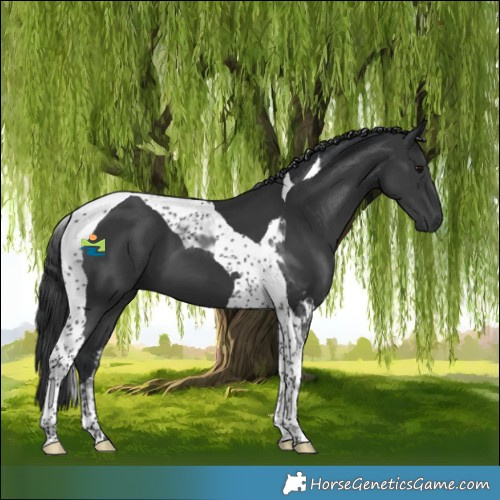 Horse Color:Black Tobiano 