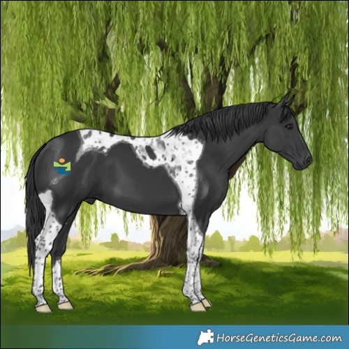 Horse Color:Black Tobiano 