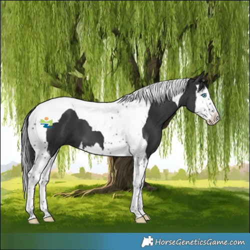 Horse Color:Black Splash Tobiano 