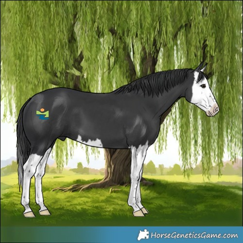 Horse Color:Black Splash 