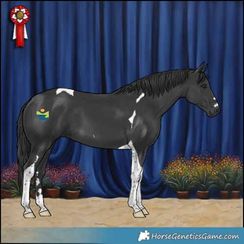 Horse Color:Black Tobiano 