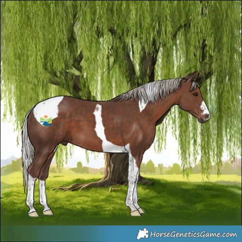 Horse Color:Silver Black Tobiano 